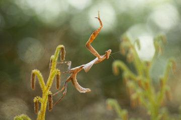 Deroplatys Truncata Original Mantis from Borneo Island