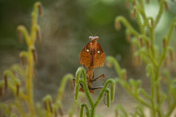 Deroplatys Truncata Original Mantis from Borneo Island