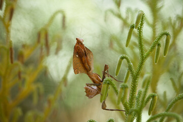 Deroplatys Truncata Original Mantis from Borneo Island