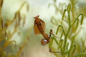 Deroplatys Truncata Original Mantis from Borneo Island