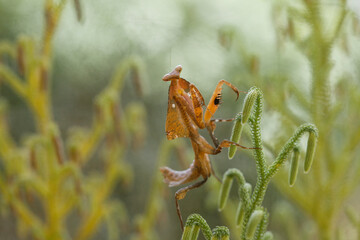 Deroplatys Truncata Original Mantis from Borneo Island