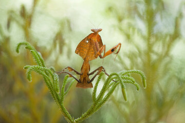 Deroplatys Truncata Original Mantis from Borneo Island