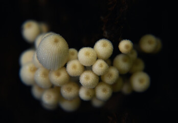 Tiny wild white mushrooms bunch 