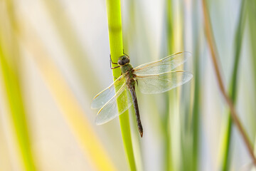 Common Green Darner resting on water grass stem. Foothills Park, Santa Clara County, California, USA.