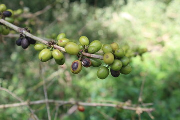 coffee fruit