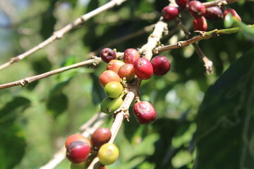 coffee fruit