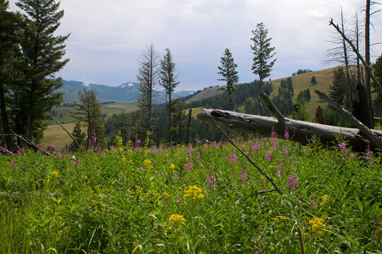 Mountain meadow in bloom