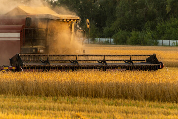 Fototapeta na wymiar Combine harvester harvest ripe wheat on the field in lights of golden sunset. Selective focus.