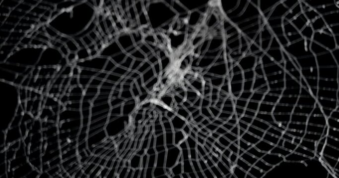 Slow focus of a real spooky spider web. Halloween spiderweb background.
