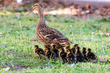 Mallard mother duck and ducklings