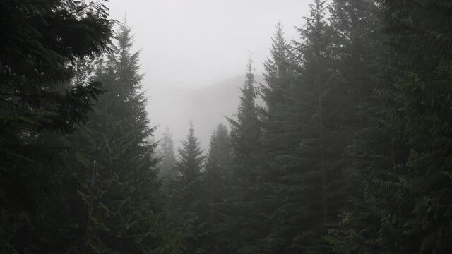 Coniferous Forest On A Misty Day In Mountain Range Of British Columbia, Canada. - wide shot
