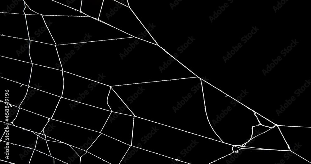 Wall mural real spooky spider web with insect trapped in web.