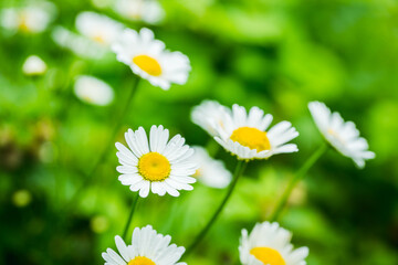 Fototapeta premium Beautiful white chamomile on the summer field. Selective focus. Shallow depth of field.