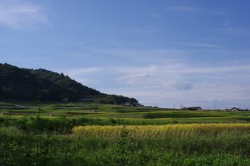 Fototapeta premium 段々畑 K3CP1552