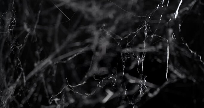 Spooky slow focus into a mess of cobwebs at night. Halloween spider web background.