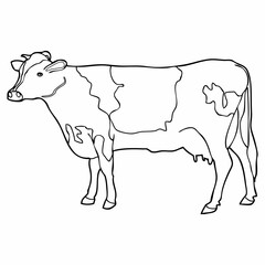 cow line illustration