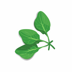 spinach illustration vector image EPS 10