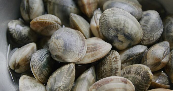 Fresh raw clam prepare for dinner