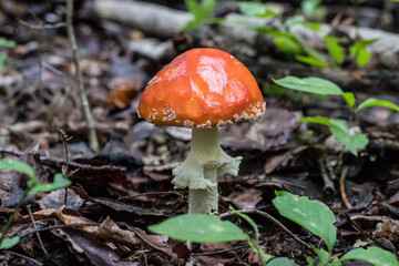 Toxic and hallucinogen mushroom Fly Agaric in grass on autumn forest background. Red poisonous Amanita Muscaria fungus macro close up in natural environment. Inspirational natural fall landscape