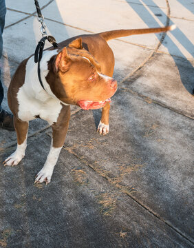 Dramatic image of a beautiful pit bull terrier looking into the distance on a leash. 