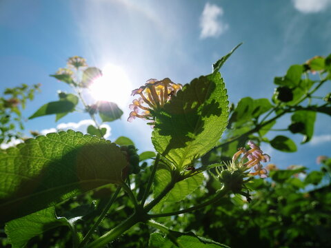 Nature