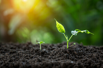Hands of the farmer are planting the seedlings into the soil