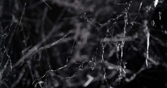 Pushing through a mess of spooky cobwebs at night. Halloween spider web background.