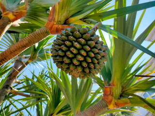 coconut palm tree