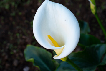 white calla lily