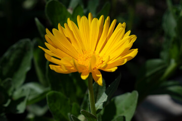 yellow flower in the garden