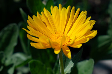 yellow flower in the garden