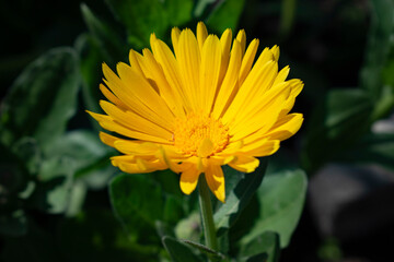 yellow flower in the garden