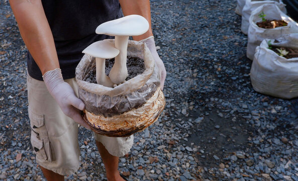 Part Of Man Holding Milky Mushrooms Are Growing On Mushroom Cultivation Bags In Home Gardening Area  