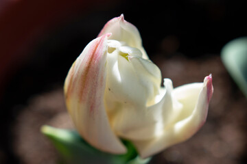 tulip flower