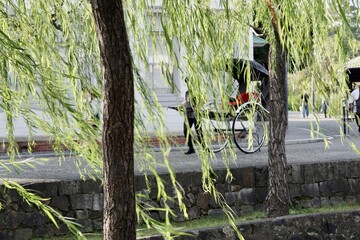 柳子の木と人力車