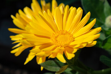 yellow flower