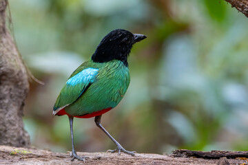 Nature Wildlife image of Borneo Hooded Pitta (Pitta sordida mulleri) on Rainforest jungle