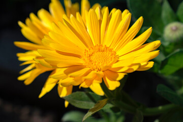 yellow flower