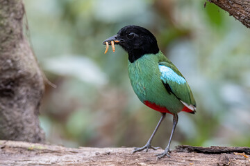 Nature Wildlife image of Borneo Hooded Pitta (Pitta sordida mulleri) on Rainforest jungle