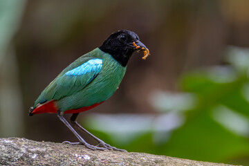 Nature Wildlife image of Borneo Hooded Pitta (Pitta sordida mulleri) with worm on mount on Rainforest jungle