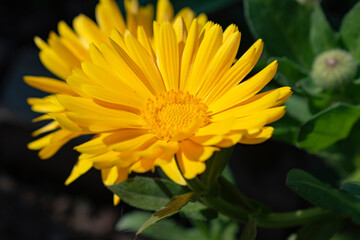 yellow flower