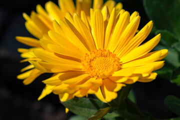 yellow flower in the garden