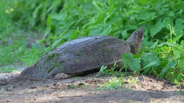 Florida Softshell Turtle laying eggs