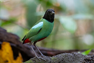Nature Wildlife image of Borneo Hooded Pitta (Pitta sordida mulleri) on Rainforest jungle
