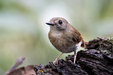 Fulvous-chested Jungle-Flycatcher (Rhinomyias olivacea) Borneo Island.