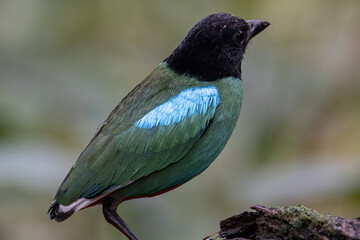 Nature Wildlife image of Borneo Hooded Pitta (Pitta sordida mulleri) on Rainforest jungle