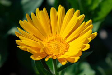 yellow flower in the garden