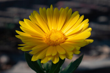 yellow flower in the garden