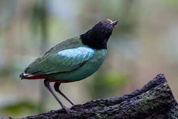 Nature Wildlife image of Borneo Hooded Pitta (Pitta sordida mulleri) on Rainforest jungle