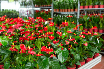 Obraz premium Calla blooming plants are sold in modern flower supermarket. High quality photo
